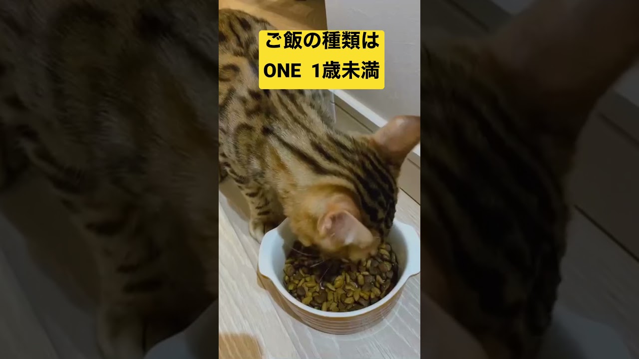 ベンガルのまめくんのご飯タイム　〜種類はONE 1歳未満のやつ〜　#猫　#cat   #고양이　#ベンガルのまめくん