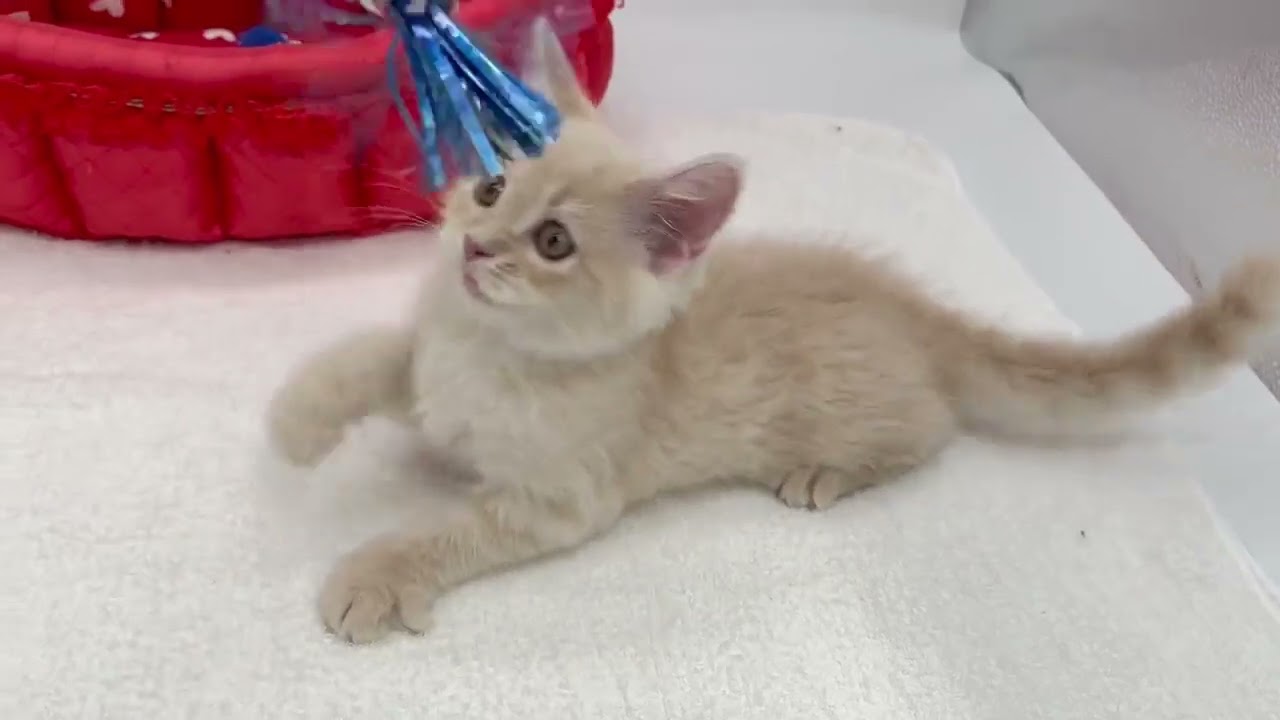 スコティッシュフォールド ゴロゴロさんなクリームタビー（ロングヘアー）の男の子♪