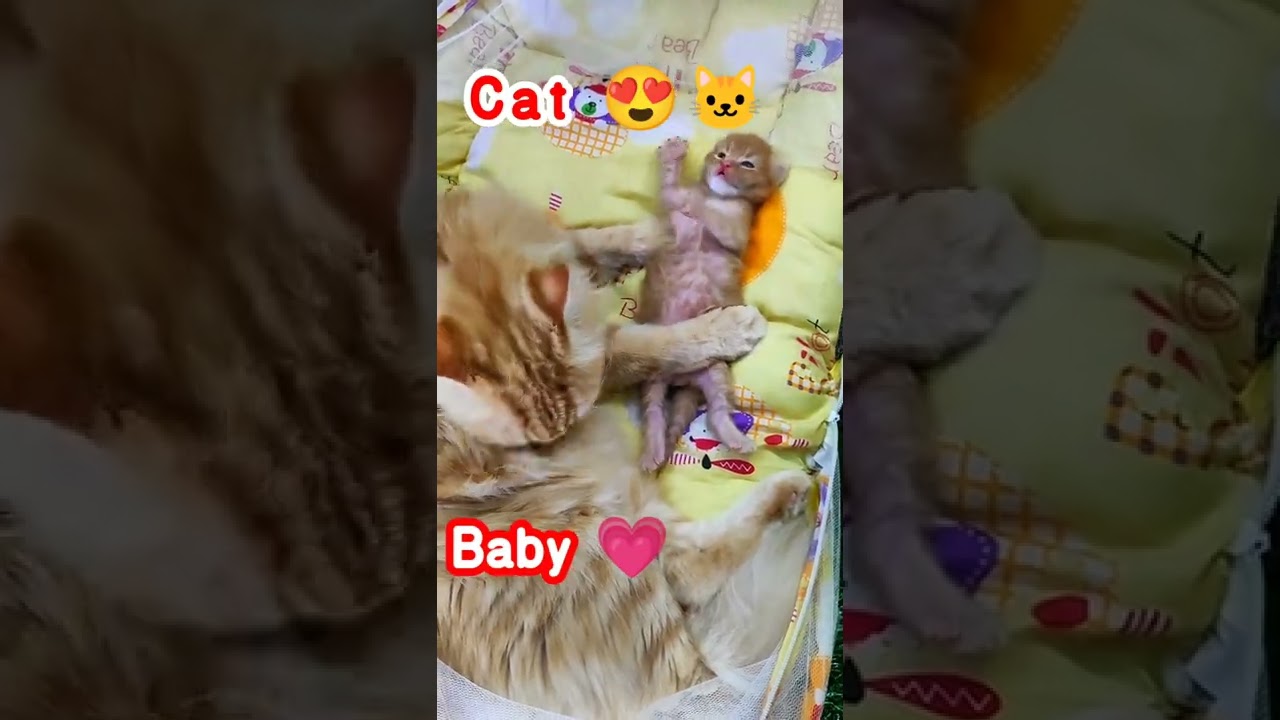 Aww 🥰 so cute baby cat 🐱😍 || #shorts #cat