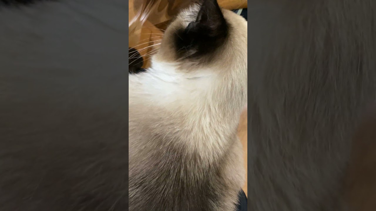 【2023.08.06】今日のシャム猫のふくさん（音無し）【たぬき猫】 #shorts