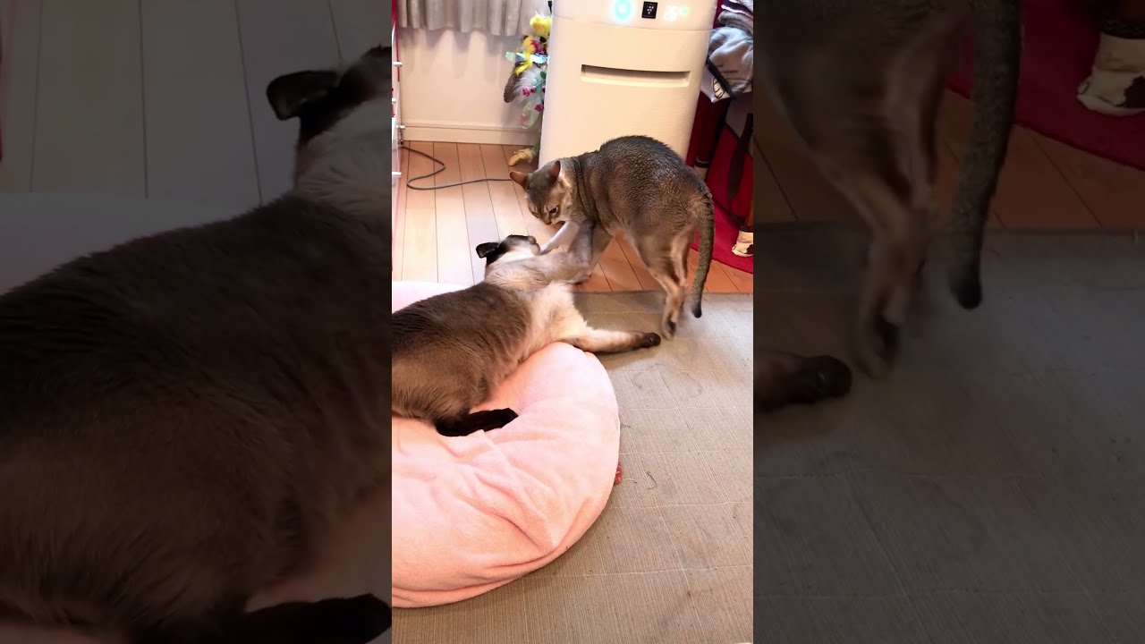 大好きなたぬき猫をガブガブ狩っちゃうシンガプーラなのにゃ♪