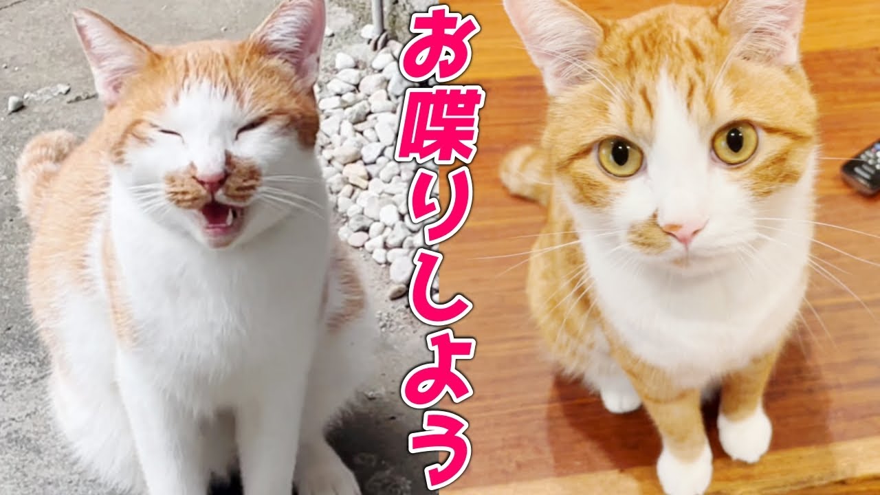 お喋り好きな庭子猫君とお喋り上手な長男猫君…笑［カイ君とクラちゃん］