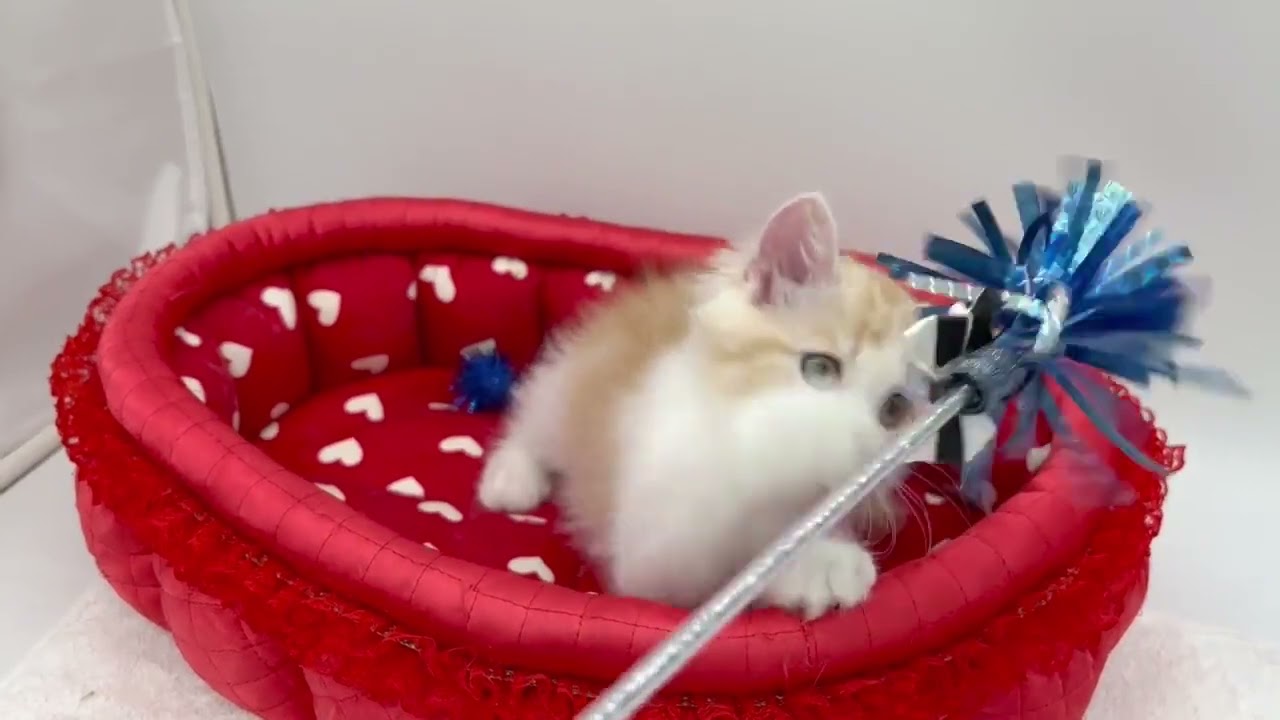 スコティッシュフォールド 元気なレッドタビー&ホワイト（ロングヘアー）の男の子。