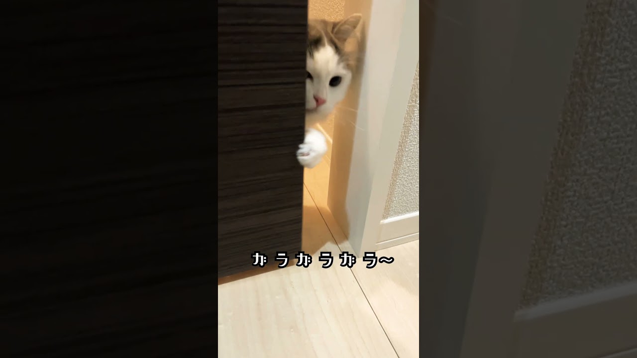 勝手に開けんな😂 #cat #ragamuffin #猫 #ラガマフィン #shorts