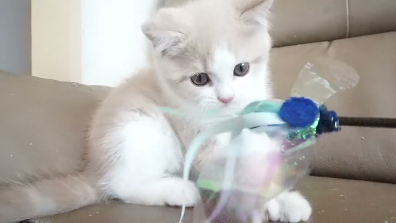 セルカークレックス子猫　2023.6.18産まれ 　クリーム&ホワイト　　男の子　シーダキャット猫のお店