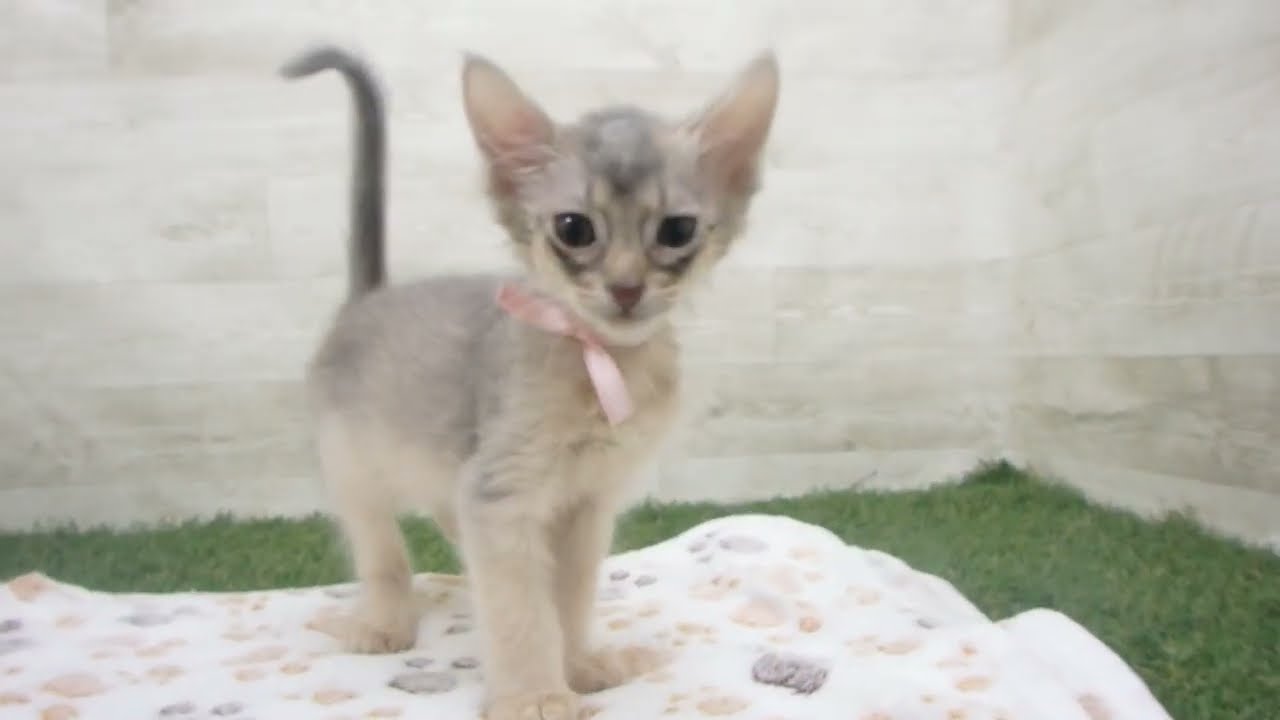 Coo&RIKU　No00646914 ソマリ