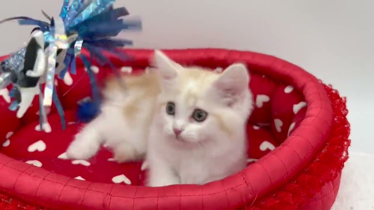 スコティッシュフォールド ふわふわレッドタビー&ホワイト（ロングヘアー）の男の子。