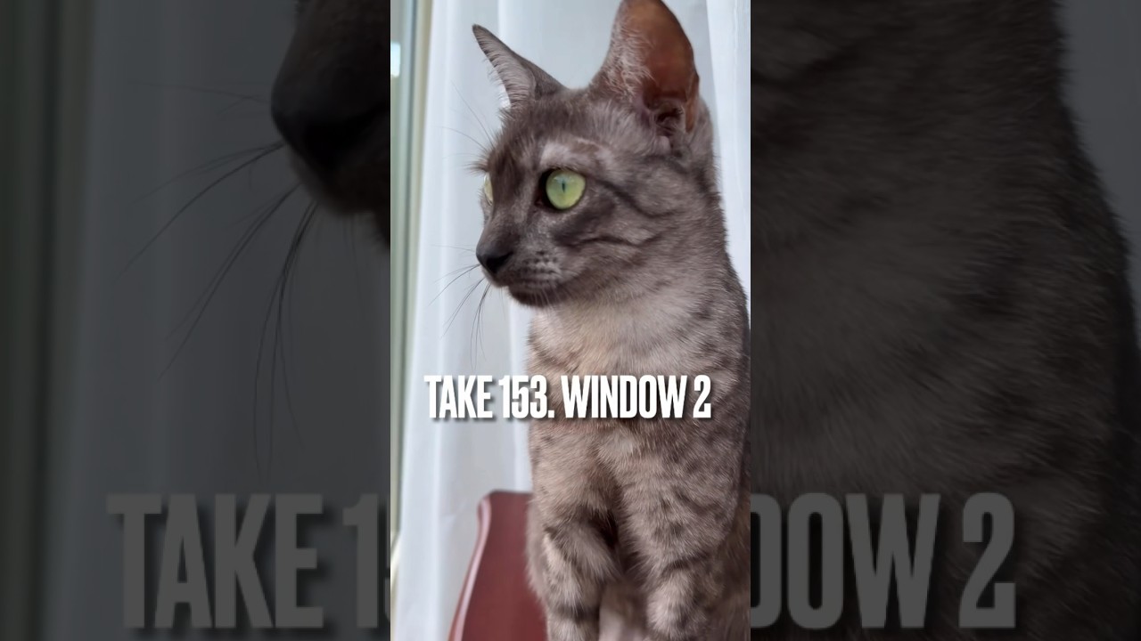 【#今日も元気 に#ニャルソック にゃ】#キャットウォーク#エジプシャンマウ #猫 #ねこ #ねこのいる生活 #窓辺の猫 #猫動画 #shorts