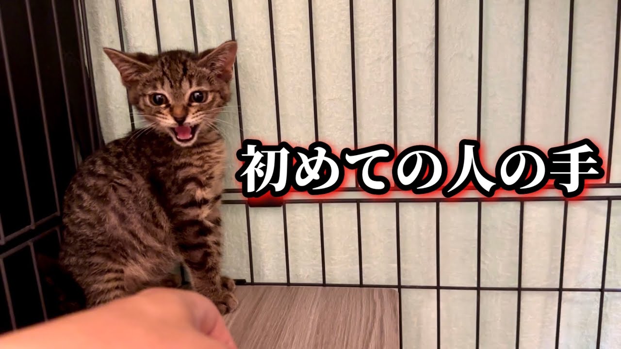 元野良の怖がり子猫を撫でたらこうなりました。