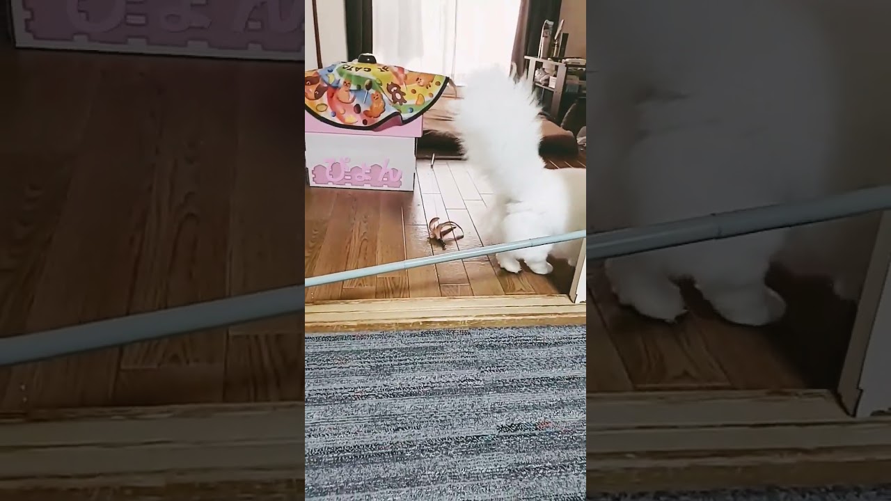 【幸せを運ぶねこ】障害物競走www#猫#cat#オッドアイ#キンカロー#shorts