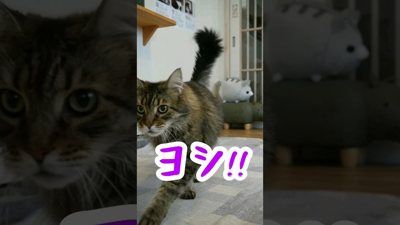 平和な出勤風景【0827】 #cat #メインクーン #猫動画おもしろい #可愛い猫 #猫動画可愛い #猫カフェ #茶トラ #かわいい猫 #白黒猫