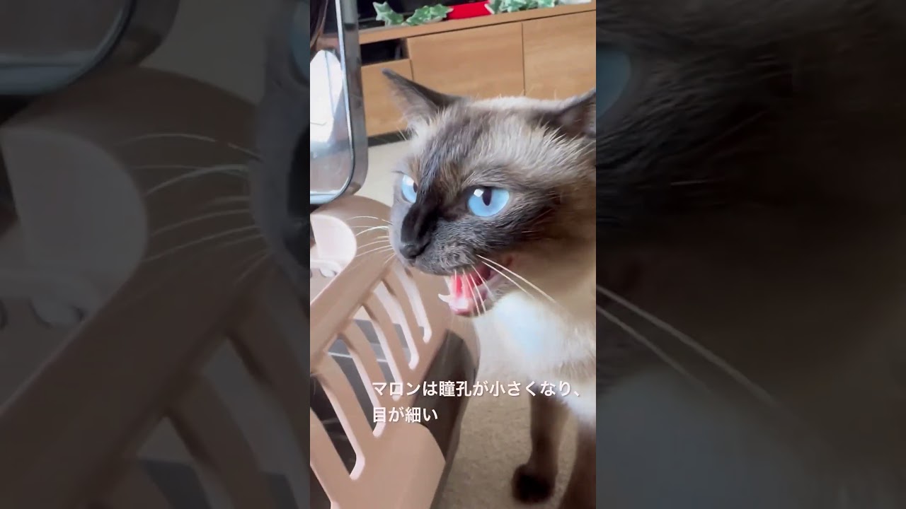 明るい場所で、シャムミックスの目の瞳孔の大きさ比べ　進行性網膜萎縮なのか？ #保護猫 #進行性網膜萎縮症　#瞳孔