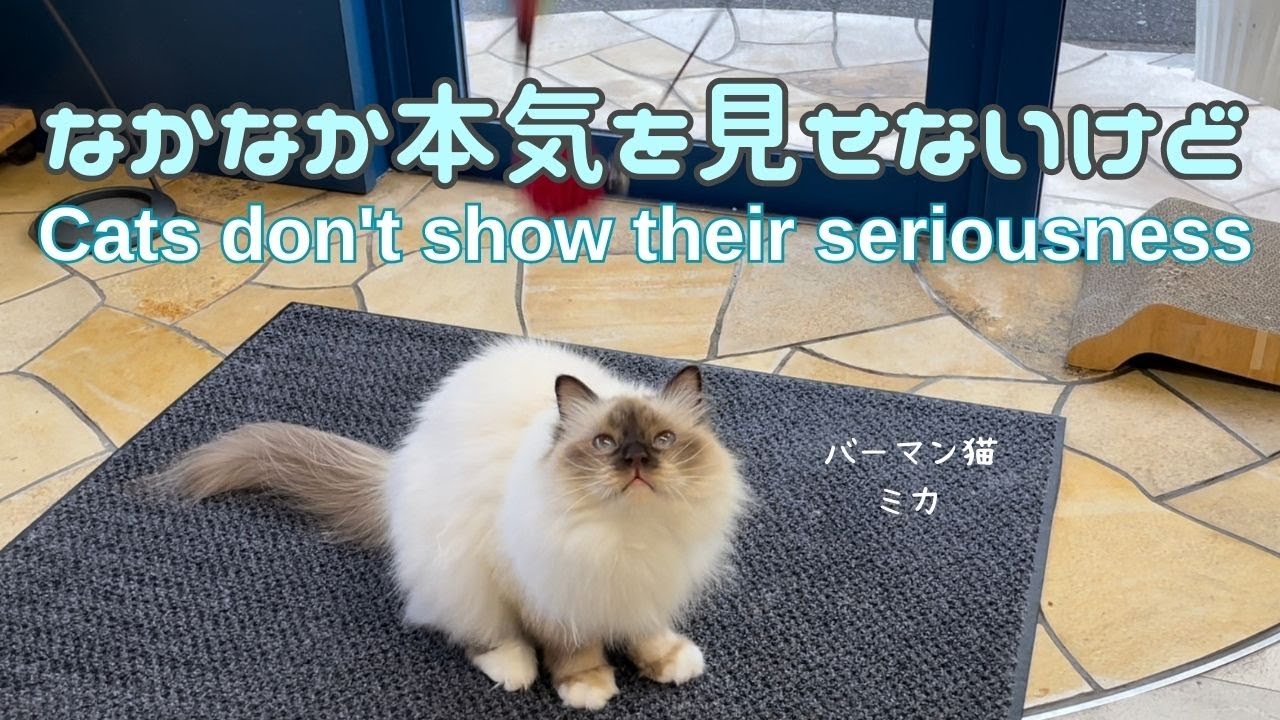バーマン猫ミカ【なかなか本気を見せないけど】Cats don't show their seriousness（バーマン猫）Birman/Cat