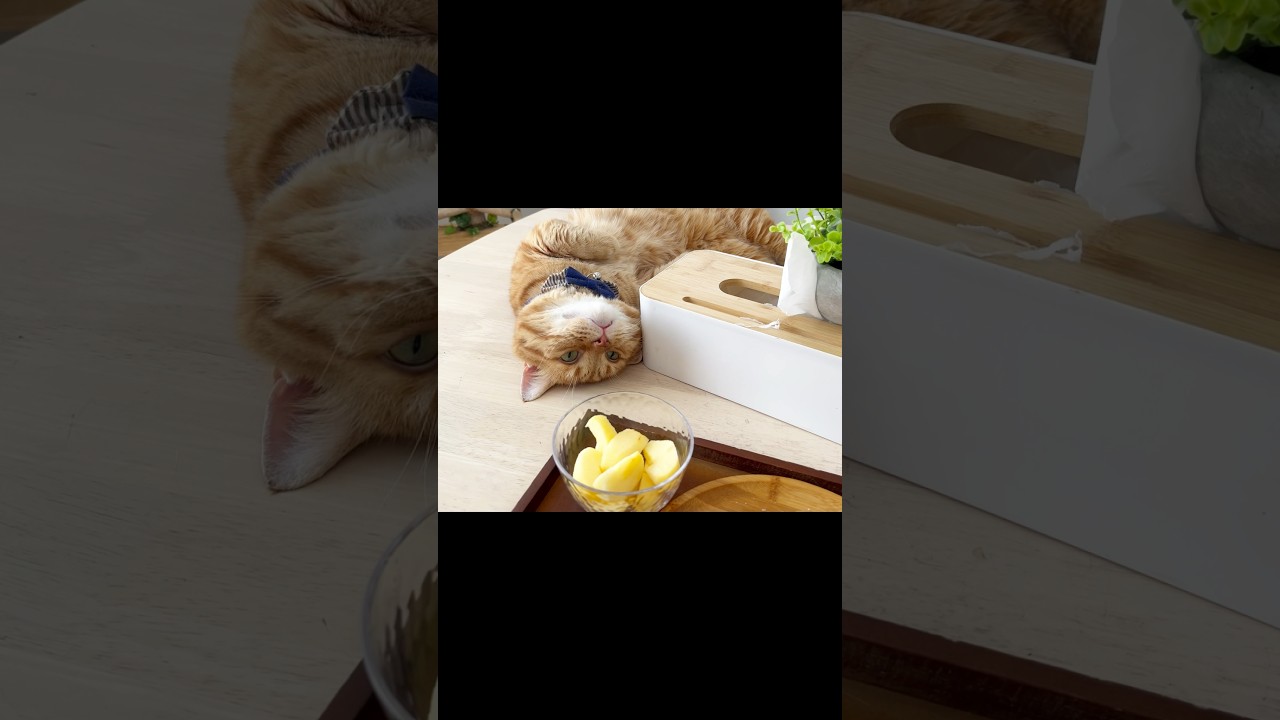 りんごを見た茶々パパの気持ち #猫 #マンチカン #shorts