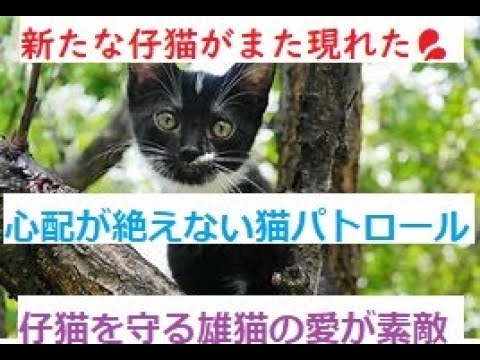 【心配絶えない外猫パトロール🐈】新たな子猫が2頭💦子猫を守るオス猫🐈