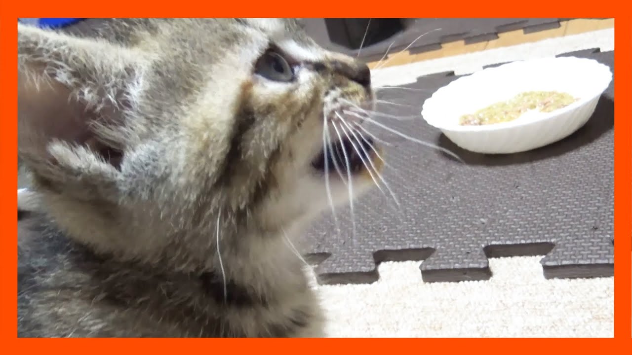 【R村の歴史】子猫のお昼ご飯！美味しすぎて鳴き声が漏れてしまうキジトラ子猫が可愛い…笑