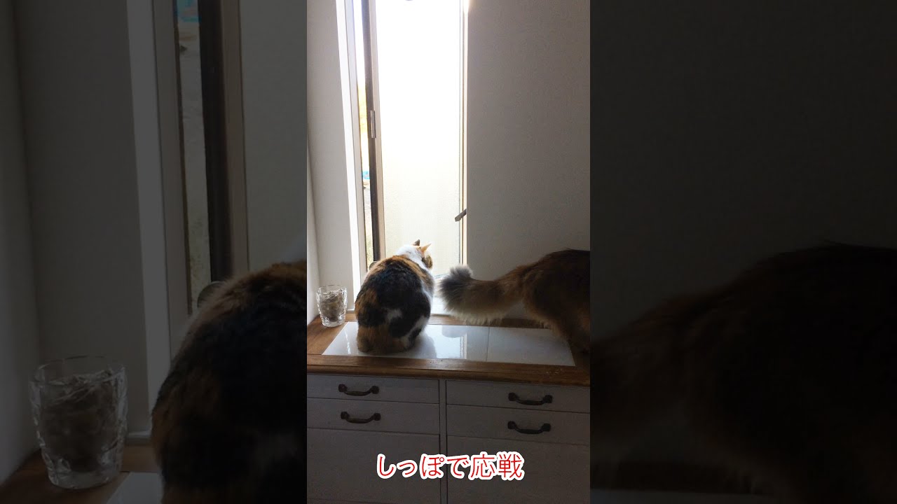 #59　ソマリを殴ってでも場所を取ろうとする三毛猫