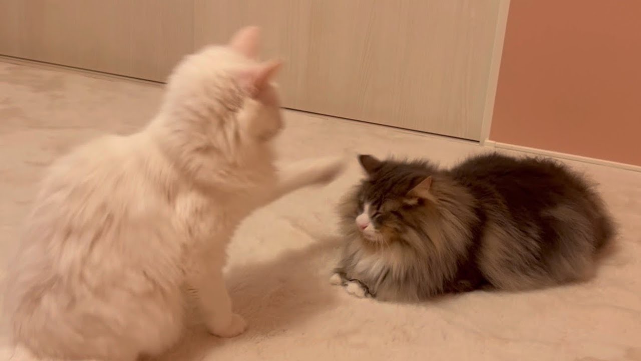 【お説教‼︎】最近調子に乗りすぎて怒られるノルウェージャンフォレストキャットwww