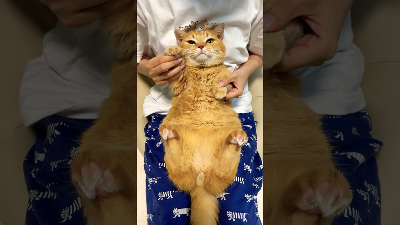 ピーマン体操踊らせてみた！プリンver.『推しの子】