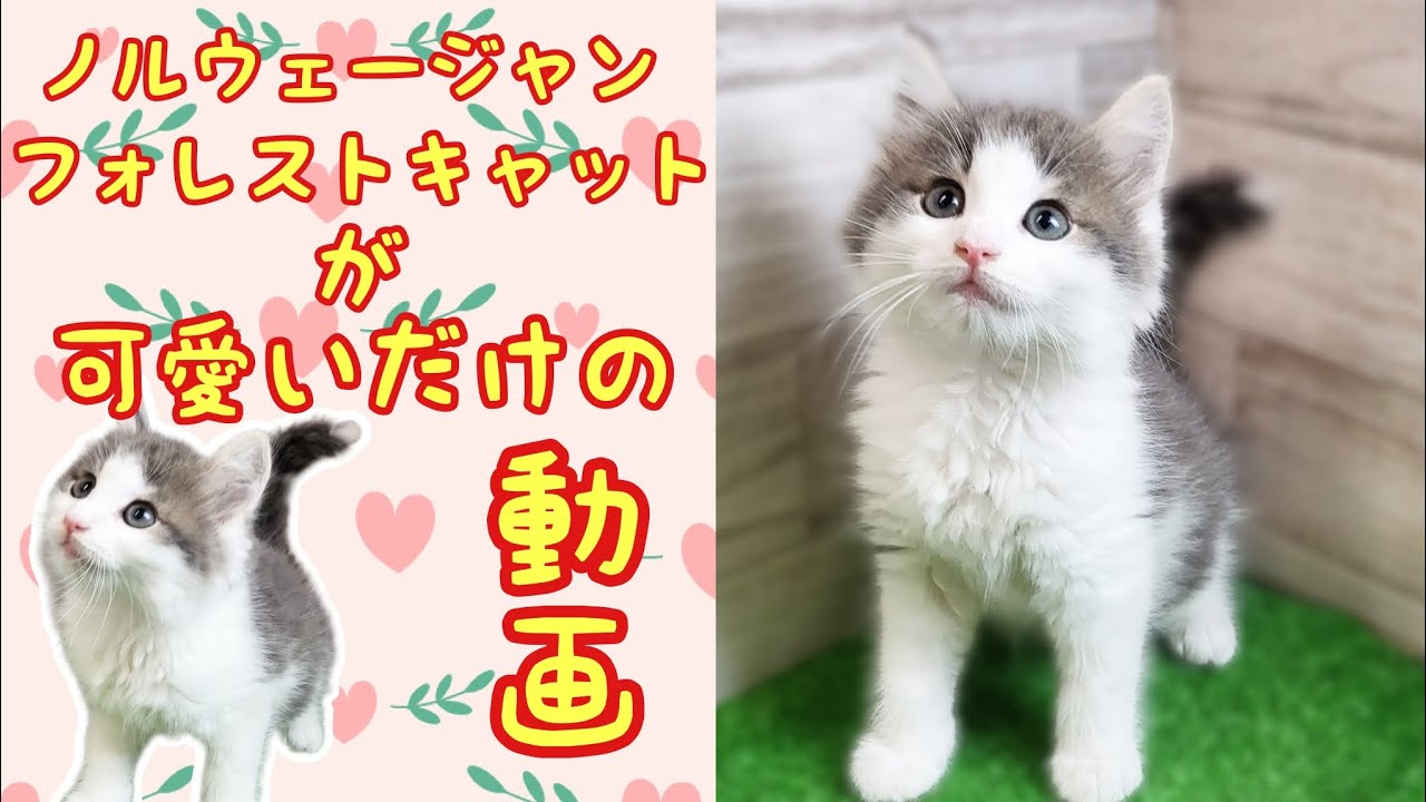 ノルウェージャンフォレストキャット・子猫【府中四谷店】