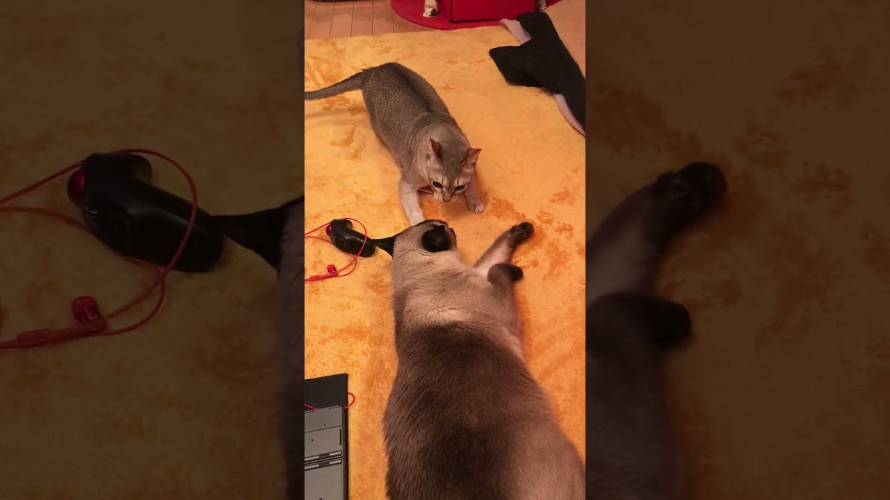 がぶがぶペシペシ合戦でたぬき猫に勝ったシンガプーラなのにゃ♪