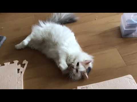 珍しくよく動くと思ったら、やっぱり寝ながら遊びたいひかりでした！