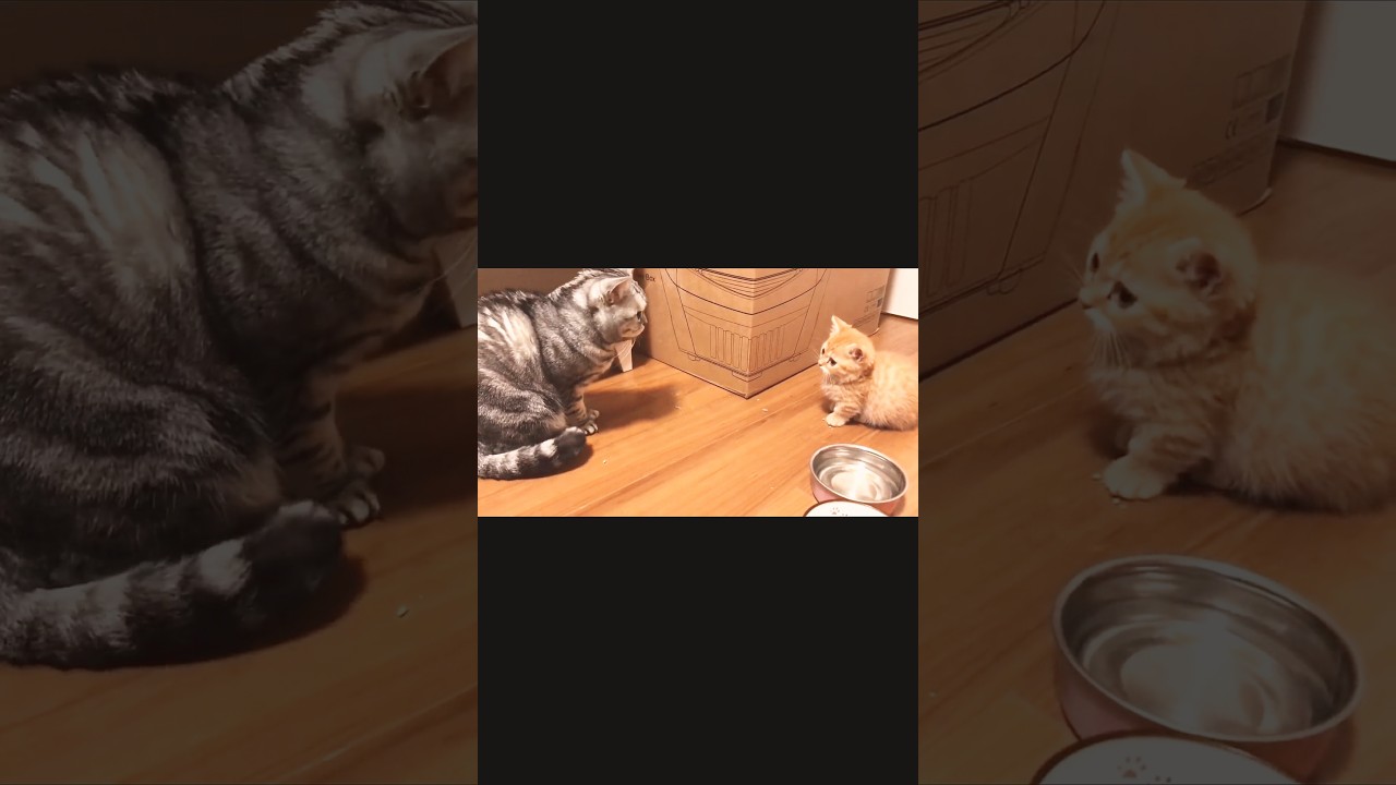 このふたりの出会いからはじまりました #猫 #マンチカン #shorts