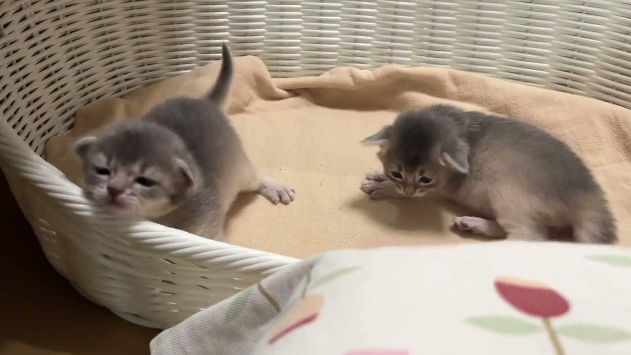 Somali Kitten 〜生後16日〜 ソマリの子猫