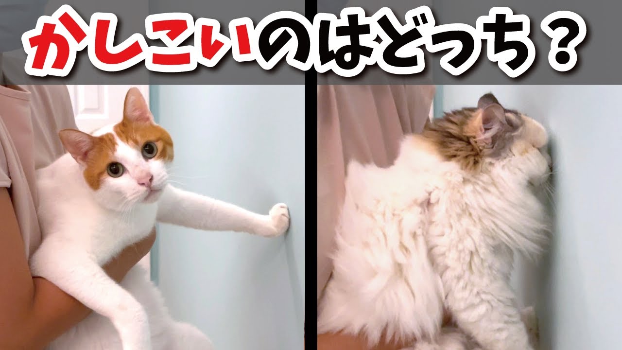 【問題】かしこい猫はどっちでしょ〜〜か？