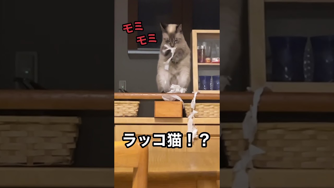 【ラッコ猫⁉️】#イタズラ猫＃保護猫＃シャムMIX
