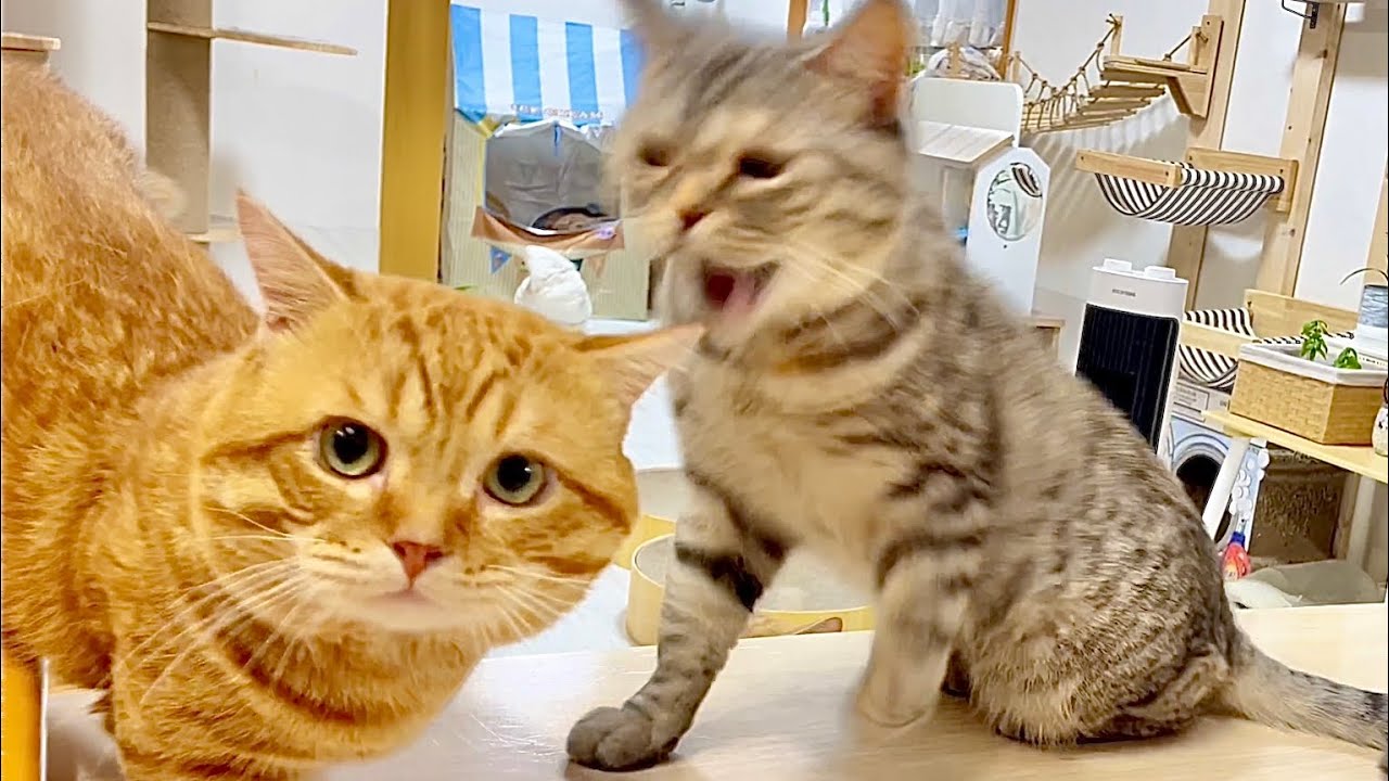 ぽちゃ！うしろうしろ！ぎんちゃんのお尻の匂いを嗅いでるぽちゃくんの背後から迫る怒り顔のポッポママ！ #猫 #マンチカン