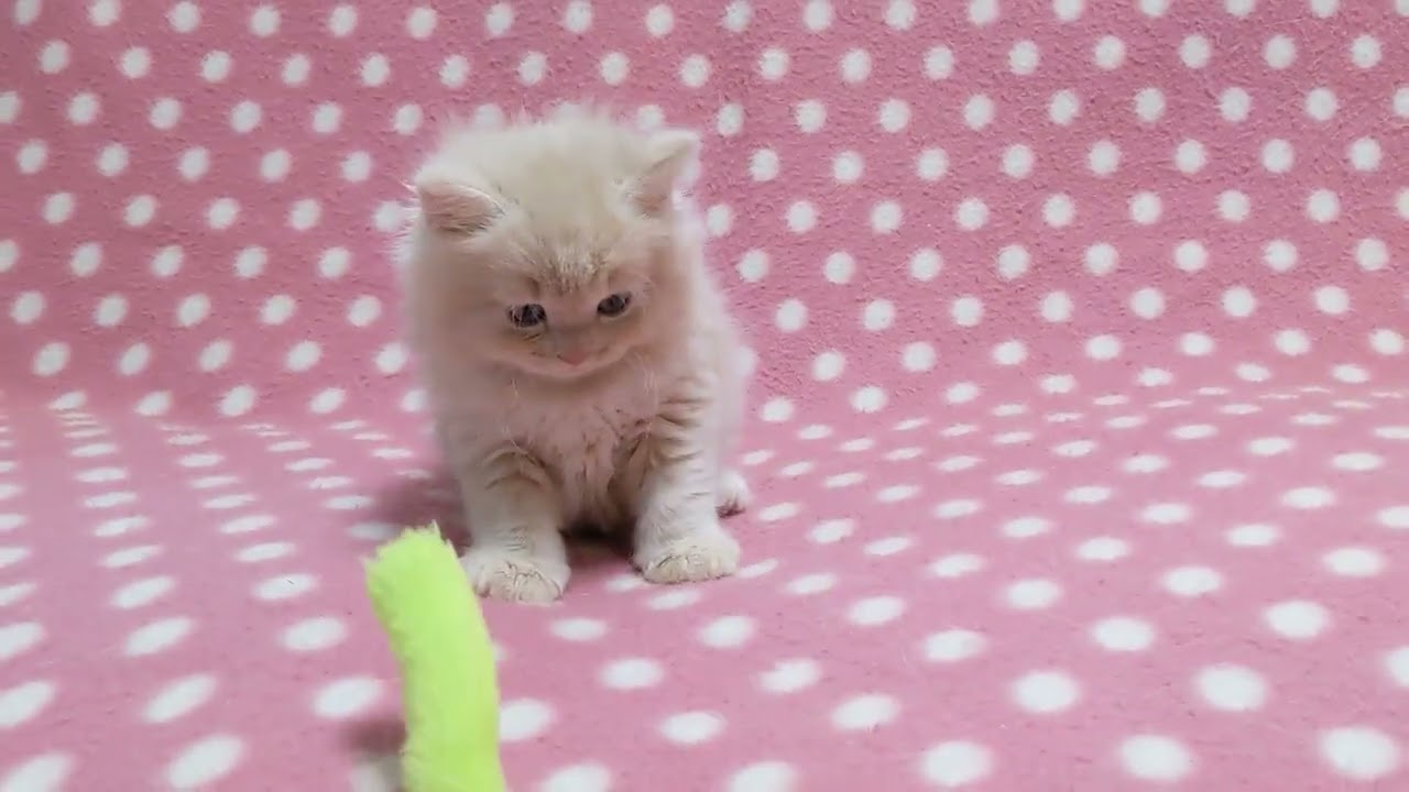 マンチカン おっとり優しい遊び好きなクリームタビー（ロングヘアー）の女の子♪