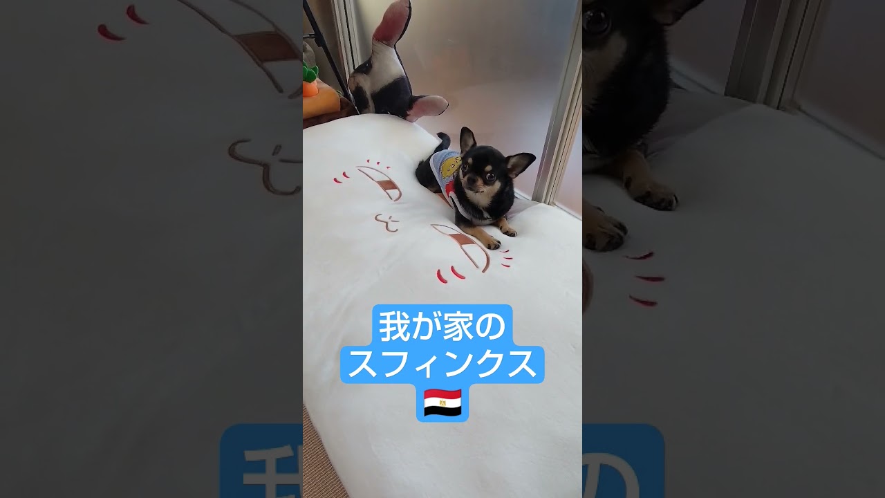 スフィンクス🐕#shorts