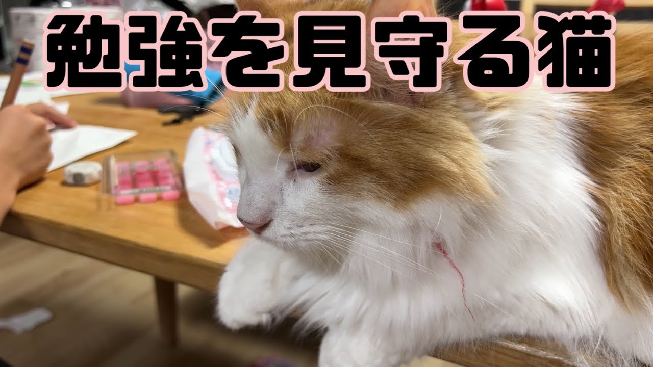 勉強を見守る猫【マリー（メインクーン）】