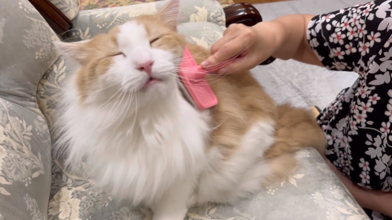 【気持ちいいにゃ〜】ブラッシングをおねだりするもふ猫たちと、会話するばあばwwwノルウェージャンフォレストキャットとターキッシュアンゴラ♡