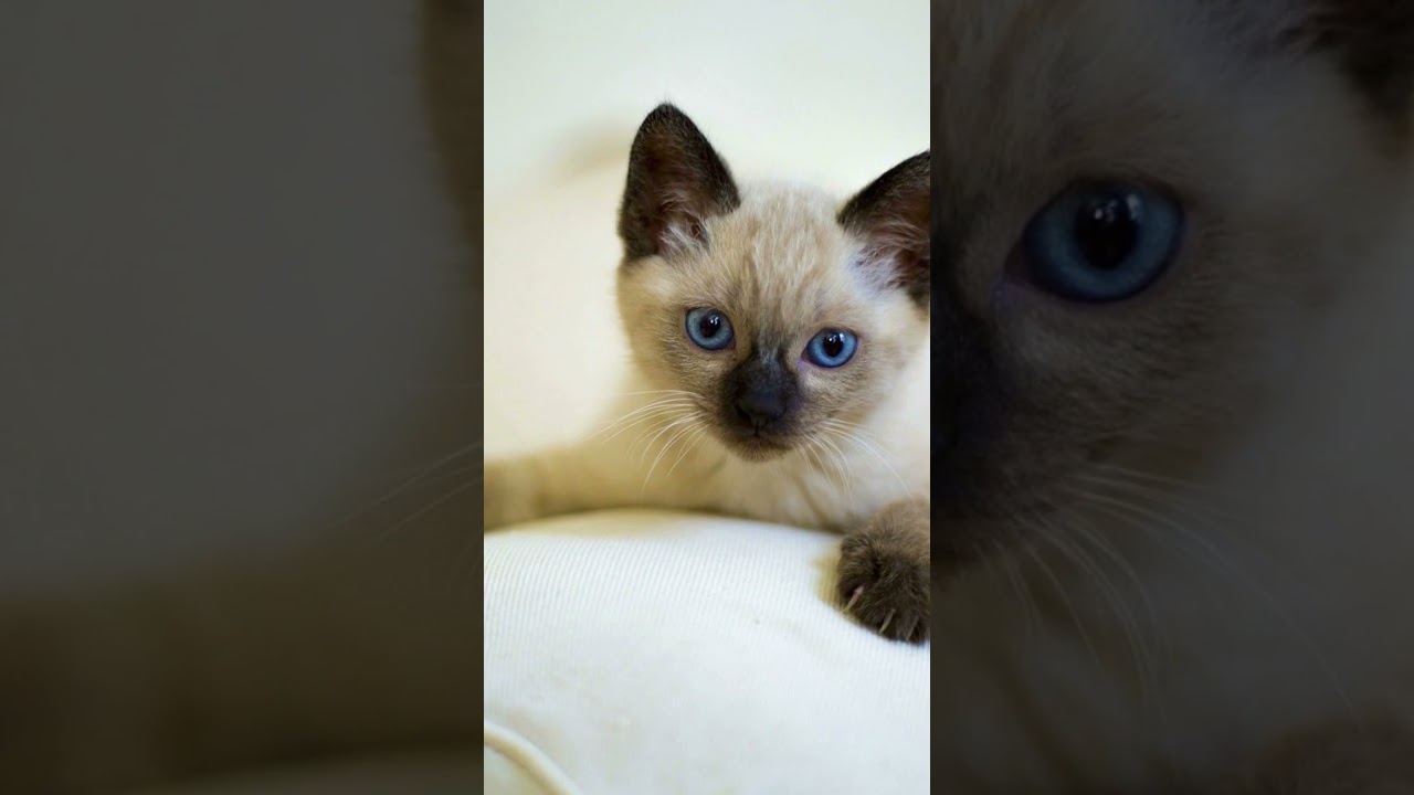5 Facts about Siamese cats 🐱🐈#siamesecats