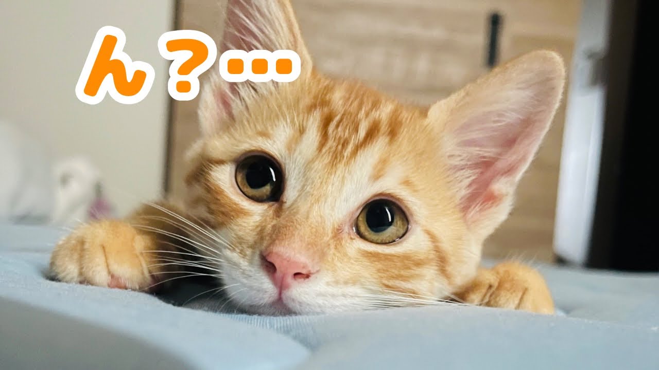 【保護猫】自分を人間だと思ってしまった子猫の行動がこちらです
