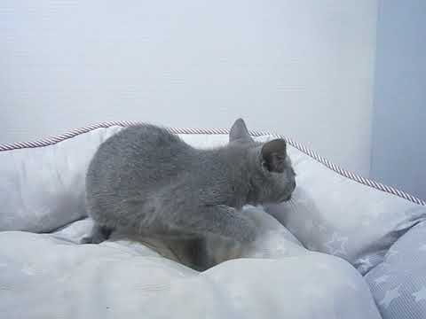 Coo&RIKU　No491801　シャルトリュー