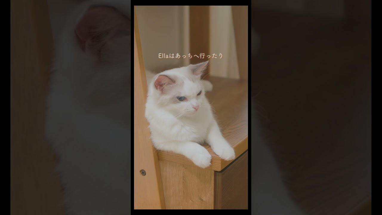 ラグドールのいる休日　#猫 #ラグドール #ragdollcat