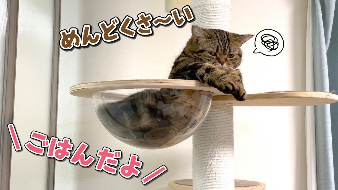 ごはんの時間になっても起きてこないぐ〜たらな猫たちが可愛いw