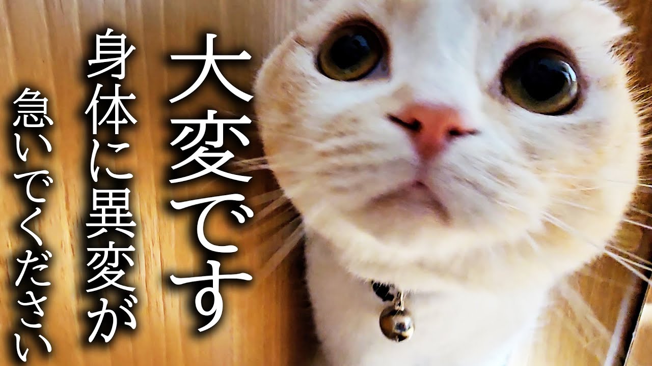 猫がニャーニャー騒ぐのでついて行くと衝撃的なことが...