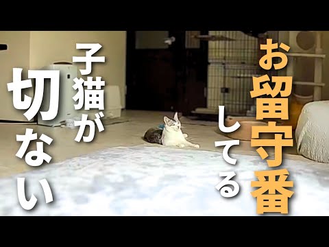 【元保護猫】甘えん坊な子猫のお留守番を隠し撮りしたら切なすぎる…