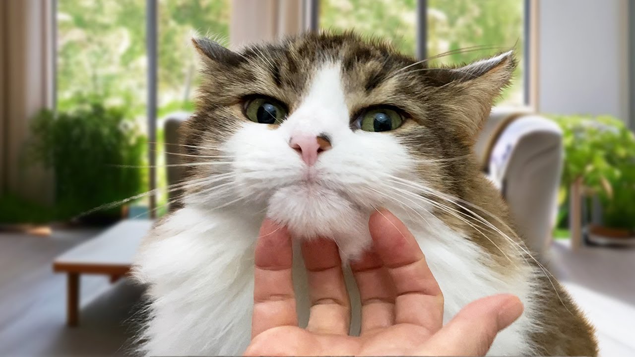 ミニライオン誕生！ねこをモフモフしてライオンのたてがみを作ってみた。