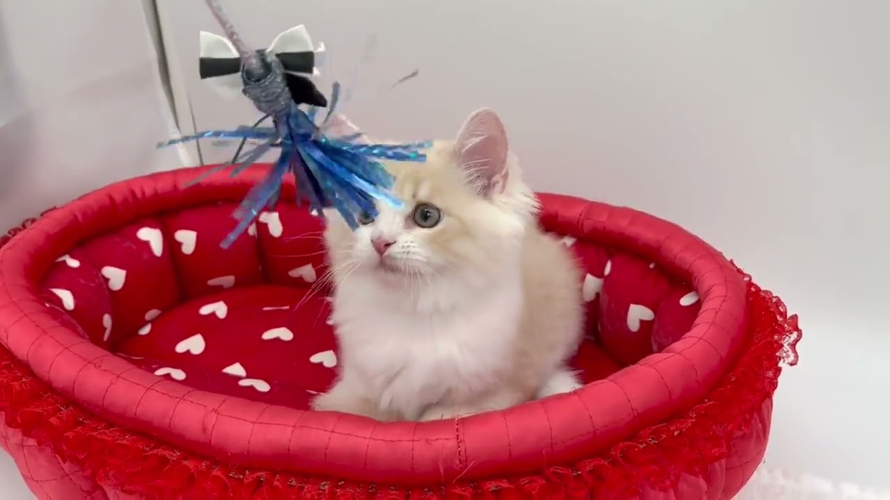 スコティッシュフォールド パッチリおめめのクリームタビー&ホワイト（ロングヘアー）の男の子✨