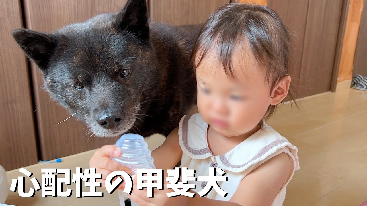 甲斐犬一休、娘が心配でソワソワ【犬と猫と子供】