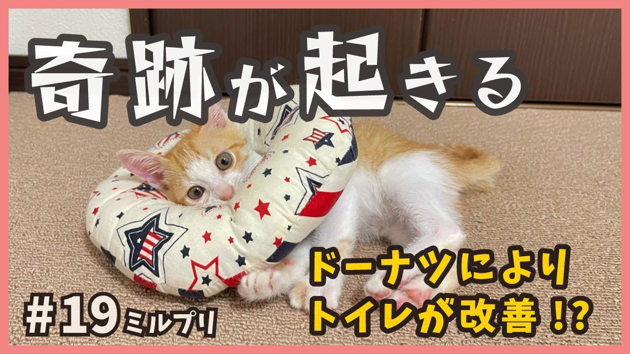 子猫のトイレ失敗が改善⁉キュンキュン可愛すぎるドーナツ姿も激しい動きで台無し…笑【アイドル猫・ミルプリ19】/ cute kittens are idols
