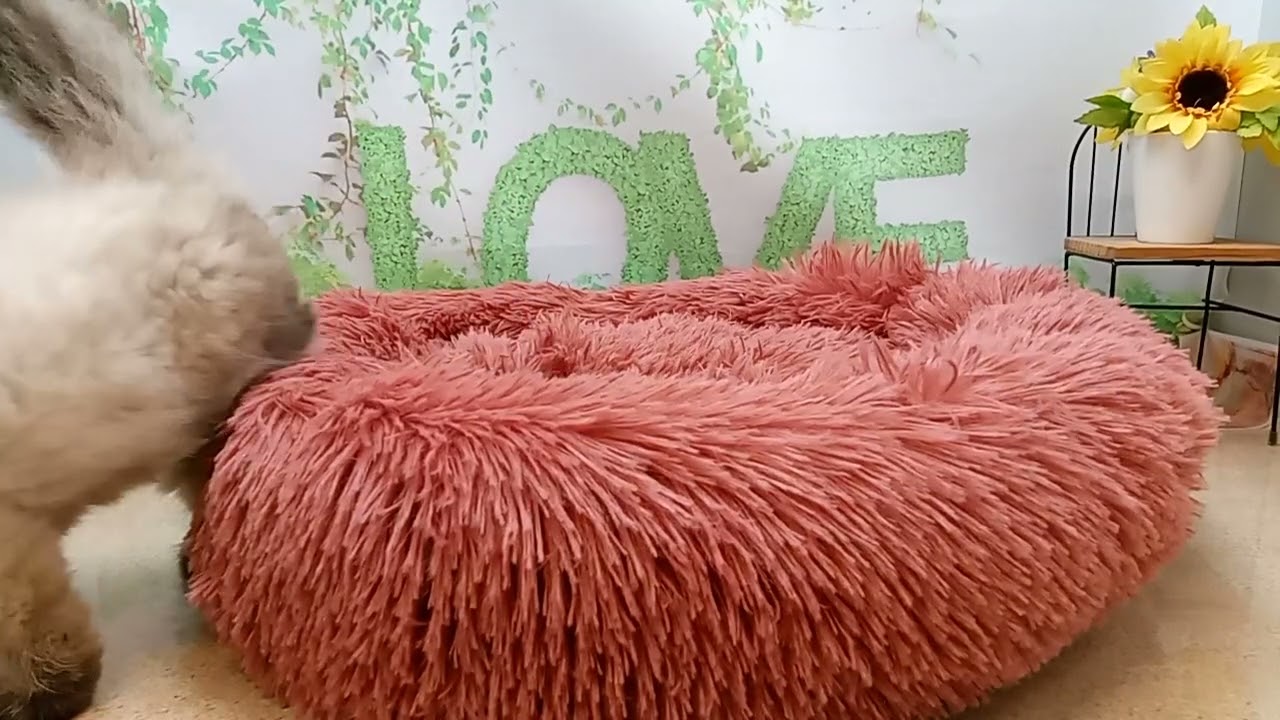 646460 ヒマラヤン