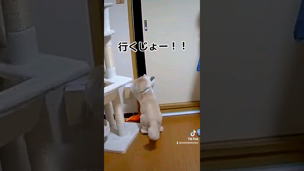 どんどん賢くなってく子猫 #ラガマフィン #猫動画 #子猫 #癒し