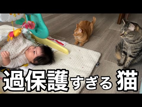 過保護すぎる猫たち
