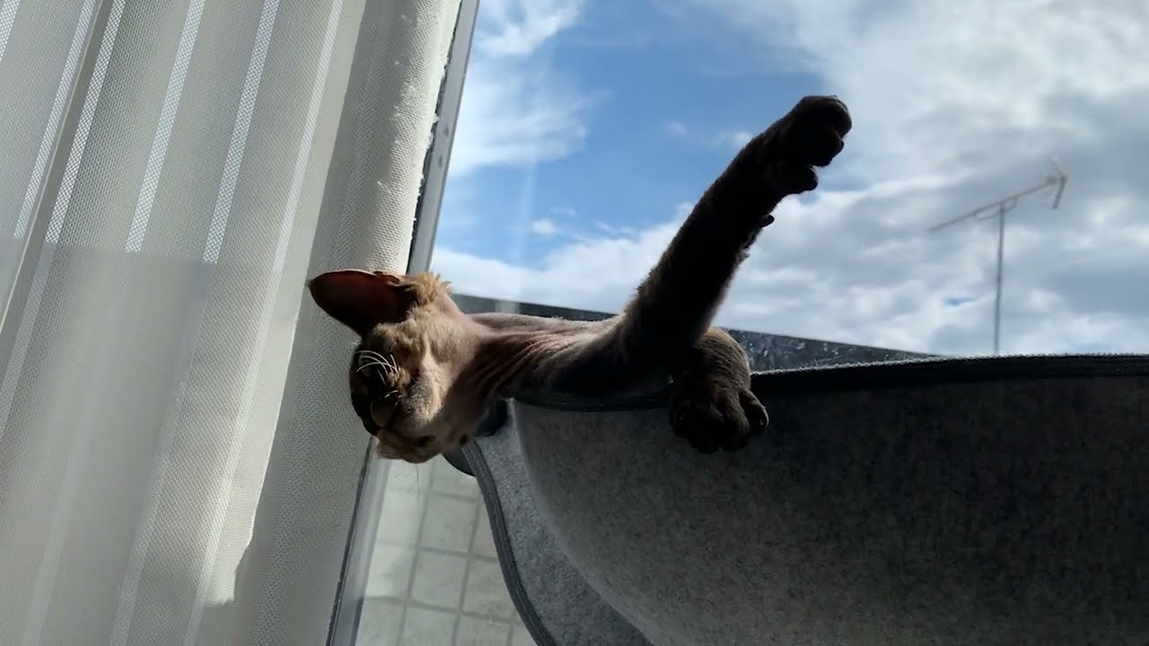 デボンレックス子猫が気持ち良さそうに日向ぼっこしています(Devon Rex kitten basking  in the sun comfortably)